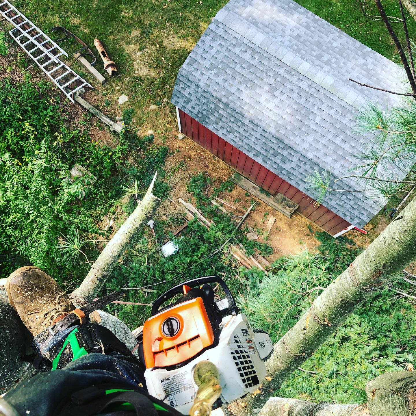 Running Brook Tree Climbers Image